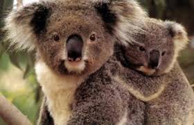 Koalas